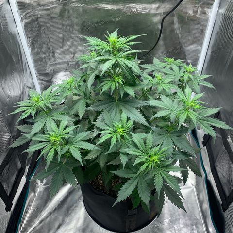 Auto Northern Lights growlog timeline photo
