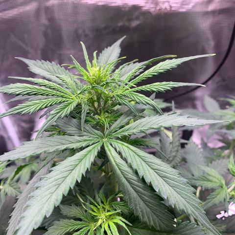 Auto Northern Lights growlog timeline photo
