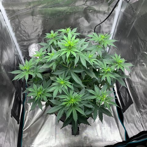 Auto Northern Lights growlog timeline photo