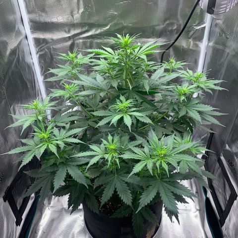 Auto Northern Lights growlog timeline photo