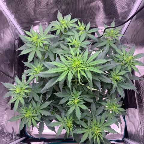 Auto Northern Lights growlog timeline photo