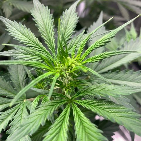 Auto Northern Lights growlog timeline photo