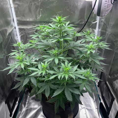 Auto Northern Lights growlog timeline photo