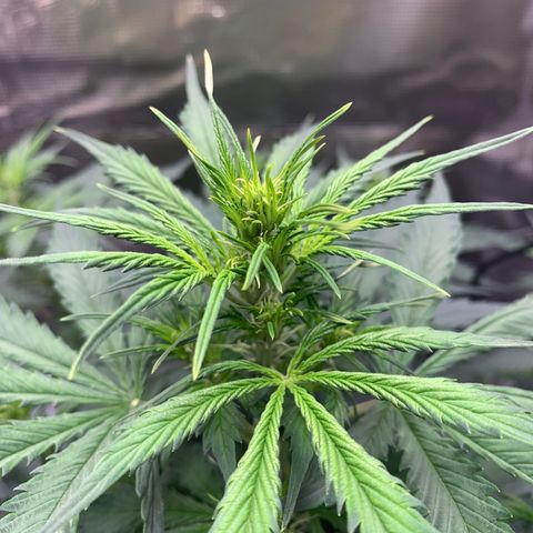 Auto Northern Lights growlog timeline photo