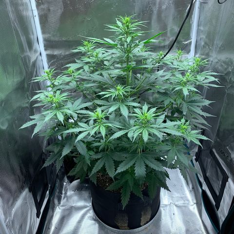 Auto Northern Lights growlog timeline photo