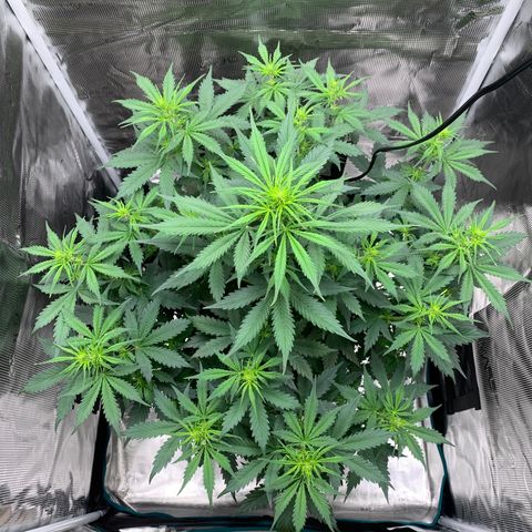 Auto Northern Lights growlog timeline photo