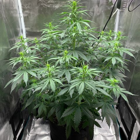 Auto Northern Lights growlog timeline photo