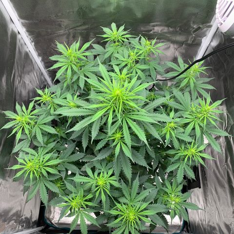 Auto Northern Lights growlog timeline photo