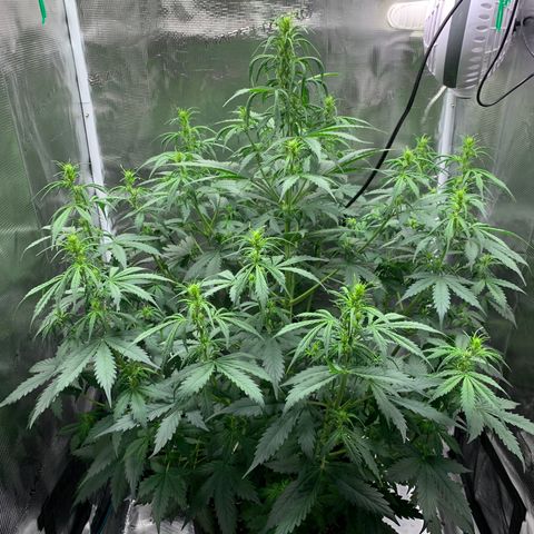 Auto Northern Lights growlog timeline photo