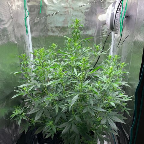 Auto Northern Lights growlog timeline photo