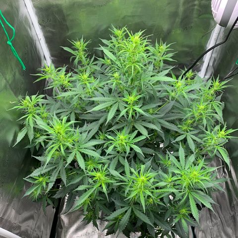 Auto Northern Lights growlog timeline photo