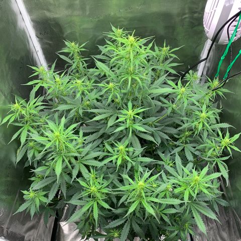 Auto Northern Lights growlog timeline photo