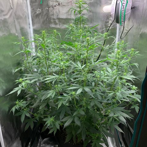 Auto Northern Lights growlog timeline photo