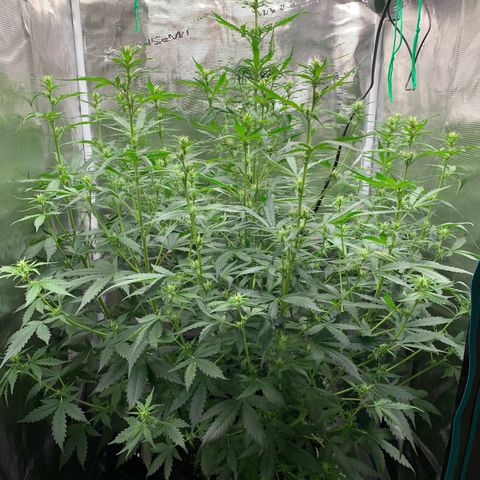 Auto Northern Lights growlog timeline photo