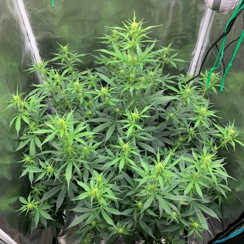 Auto Northern Lights growlog timeline photo