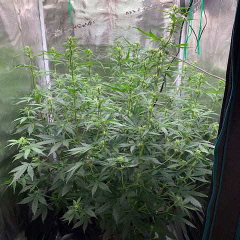 Auto Northern Lights growlog timeline photo