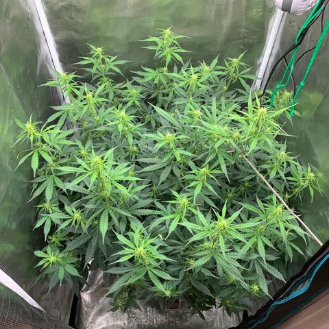 Auto Northern Lights growlog timeline photo