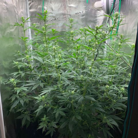 Auto Northern Lights growlog timeline photo
