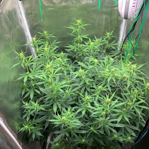 Auto Northern Lights growlog timeline photo