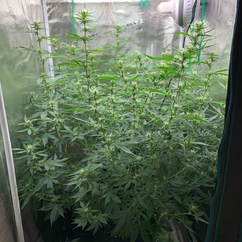 Auto Northern Lights growlog timeline photo