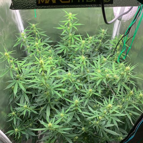 Auto Northern Lights growlog timeline photo