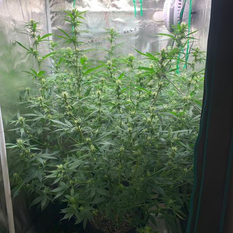 Auto Northern Lights growlog timeline photo