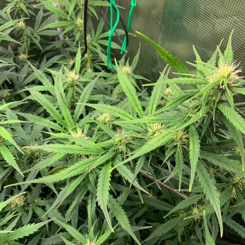 Auto Northern Lights growlog timeline photo