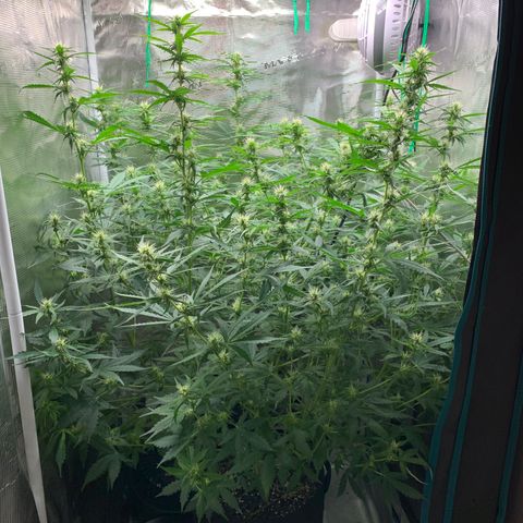 Auto Northern Lights growlog timeline photo