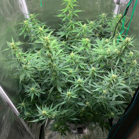 Auto Northern Lights growlog timeline photo