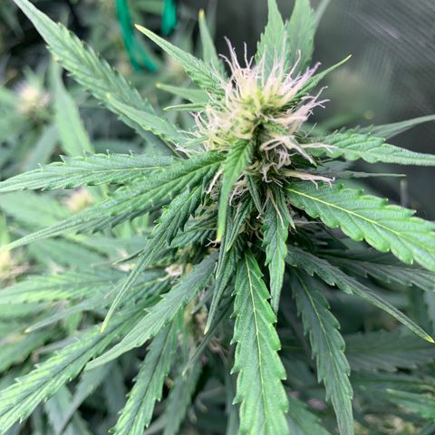 Auto Northern Lights growlog timeline photo