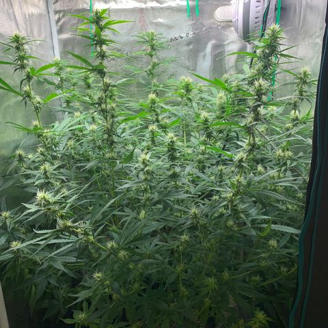 Auto Northern Lights growlog timeline photo