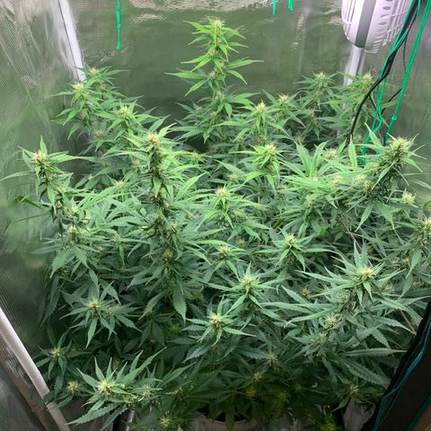 Auto Northern Lights growlog timeline photo