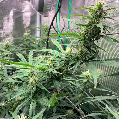 Auto Northern Lights growlog timeline photo