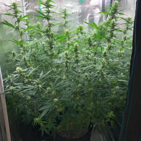 Auto Northern Lights growlog timeline photo