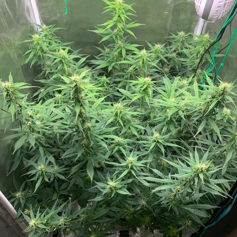 Auto Northern Lights growlog timeline photo
