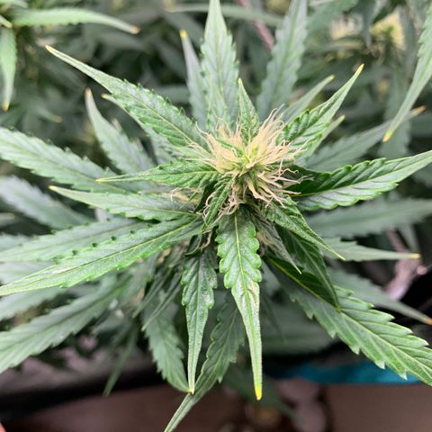 Auto Northern Lights growlog timeline photo