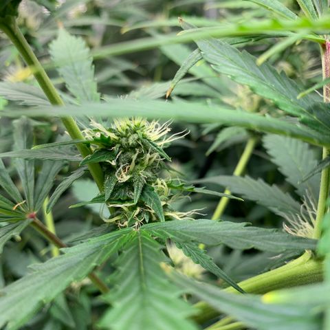 Auto Northern Lights growlog timeline photo