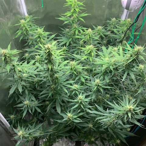 Auto Northern Lights growlog timeline photo