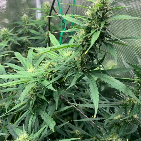 Auto Northern Lights growlog timeline photo