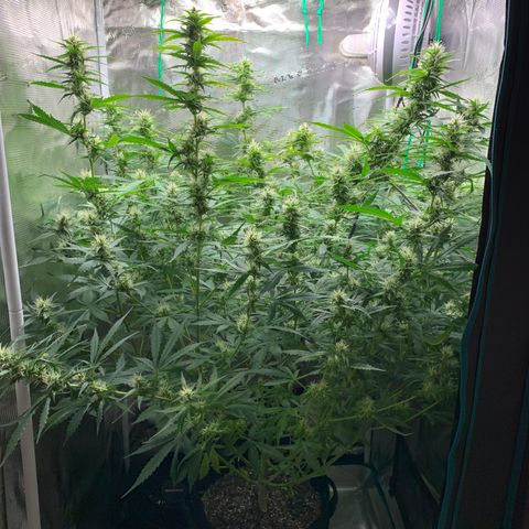 Auto Northern Lights growlog timeline photo