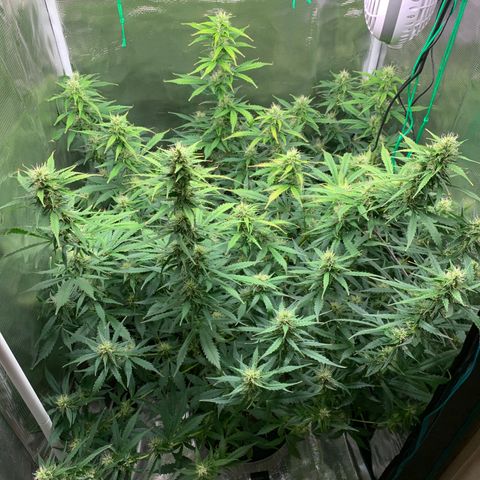 Auto Northern Lights growlog timeline photo