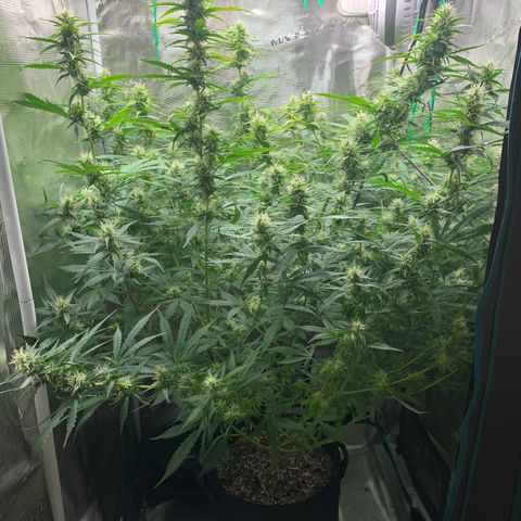 Auto Northern Lights growlog timeline photo