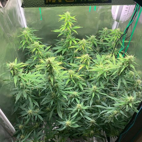 Auto Northern Lights growlog timeline photo