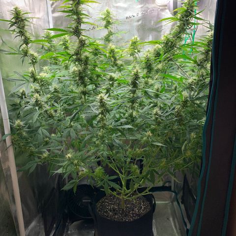 Auto Northern Lights growlog timeline photo