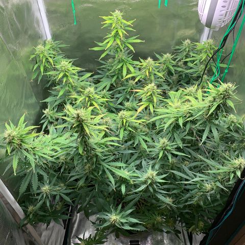 Auto Northern Lights growlog timeline photo