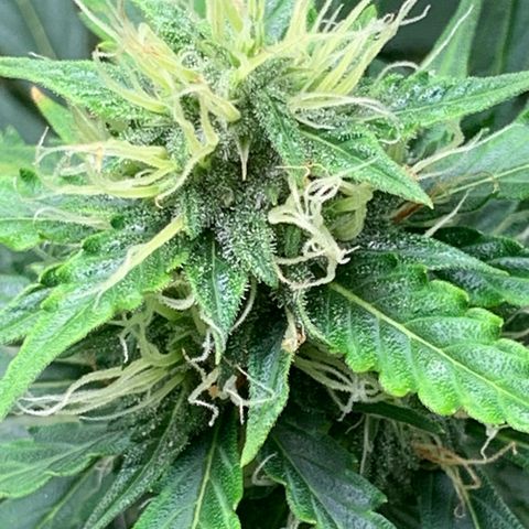 Auto Northern Lights growlog timeline photo
