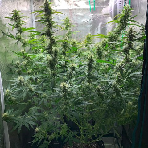Auto Northern Lights growlog timeline photo