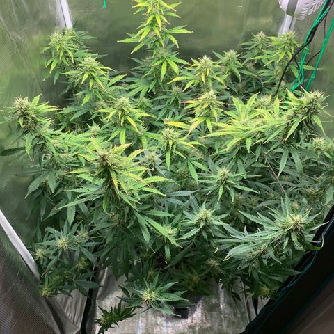 Auto Northern Lights growlog timeline photo