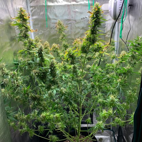 Auto Northern Lights growlog timeline photo