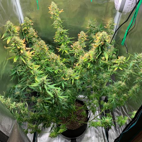 Auto Northern Lights growlog timeline photo